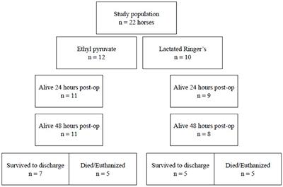 Multicenter Placebo-Controlled Randomized Study of Ethyl Pyruvate in Horses Following Surgical Treatment for ≥ 360° Large Colon Volvulus
